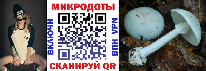 Галлюциногенные грибы Psilocybe Ленинск